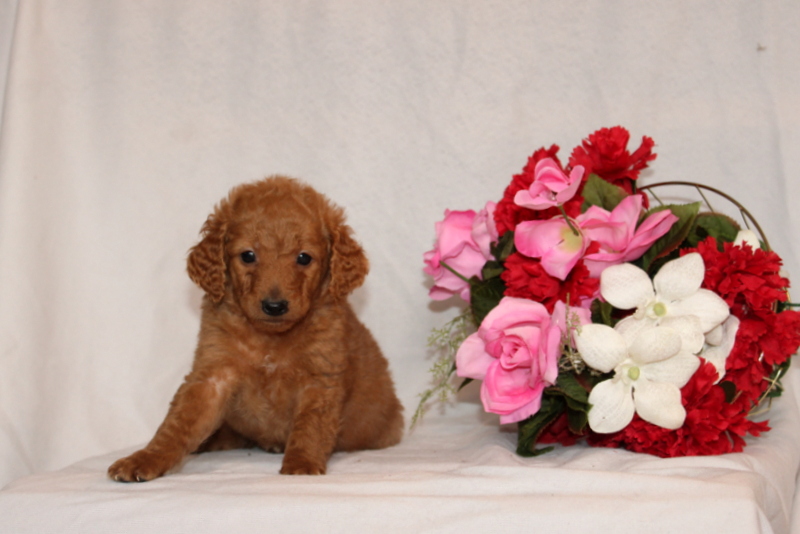 puppy, for, sale, Mini Goldendoodle F2B, Matthew B. Stoltzfus, dog, breeder, Gap, PA, dog-breeder, puppy-for-sale, forsale, nearby, find, puppyfind, locator, puppylocator, aca